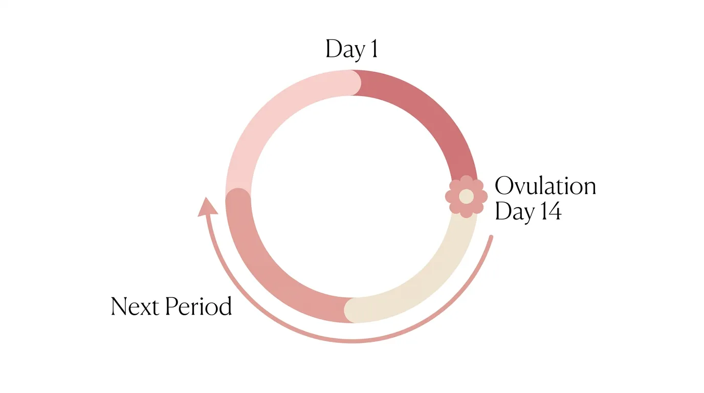 Diagram of a 28-day menstrual cycle with ovulation at day 14